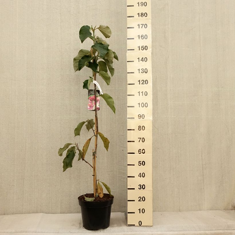 Example of Magnolia Emperor Pot de 7,5L/10L as you get in automne