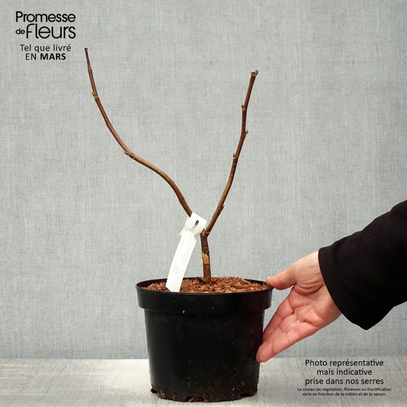 Example of Magnolia Flamingo Pot de 3L/4L as you get in printemps