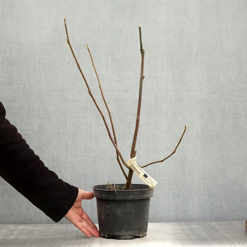 Example of Magnolia Frank's Masterpiece Pot de 3L/4L as you get in automne