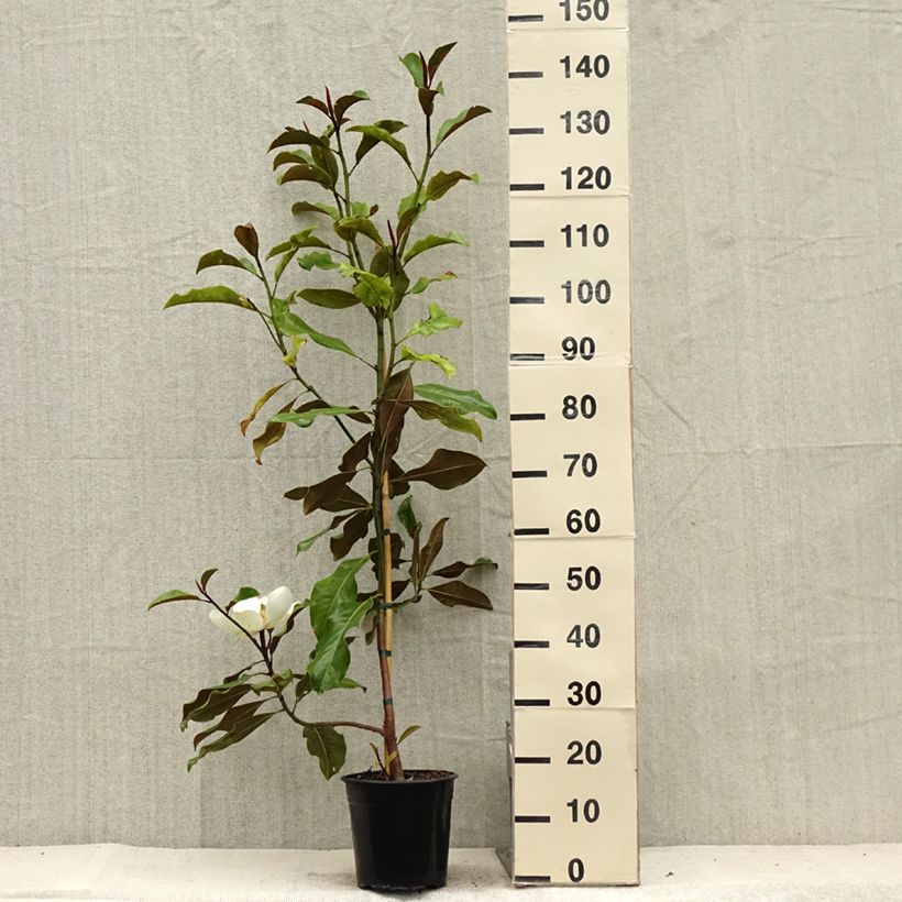 Example of Magnolia grandiflora Bracken's Brown Beauty - Laurier-tulipier Pot de 4L/5L as you get in ete