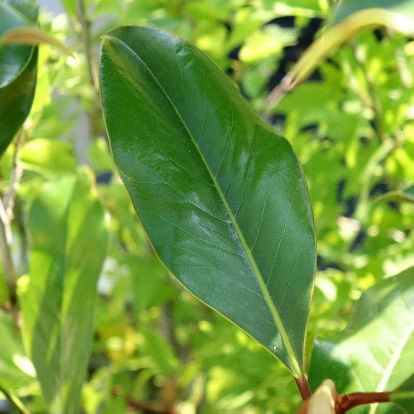 Magnolia grandiflora Kay Parris - Magnolia persistant (Foliage)