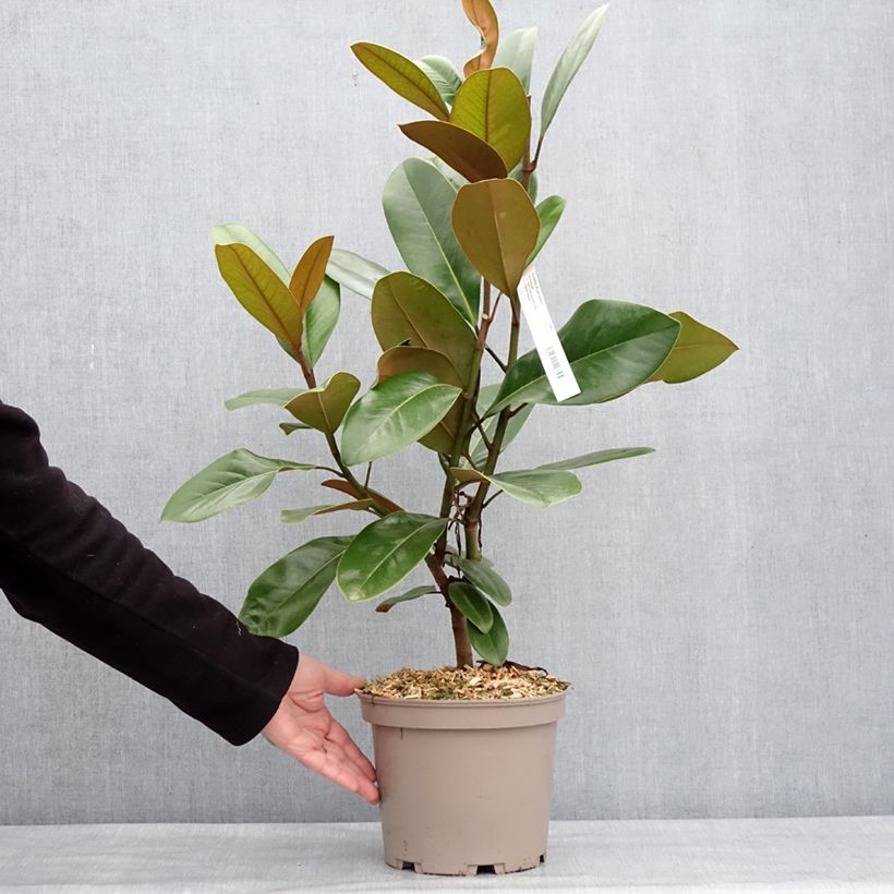 Example of Magnolia grandiflora Mainstreet - Laurier-tulipier Pot de 4L/5L as you get in hiver