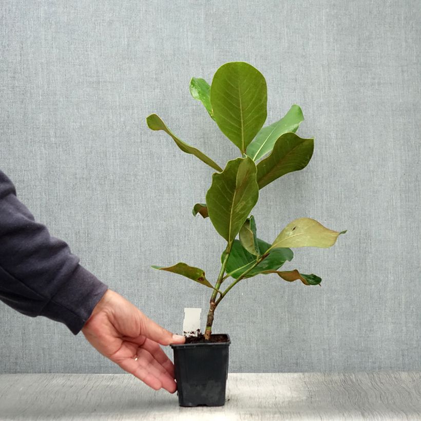 Example of Magnolia grandiflora Mont blanc - Laurier-tulipier Pot de 10 cm/11cm as you get in ete