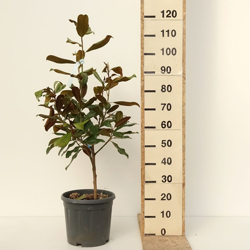 Example of Magnolia grandiflora Nana - Laurier-tulipier Pot de 12L/15L as you get in hiver
