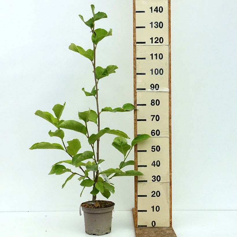Example of Magnolia greffé Shirazz Pot de 4L/5L as you get in ete