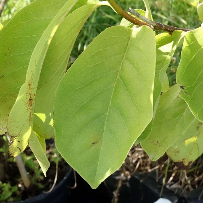 Magnolia greffé Tina durio (Foliage)