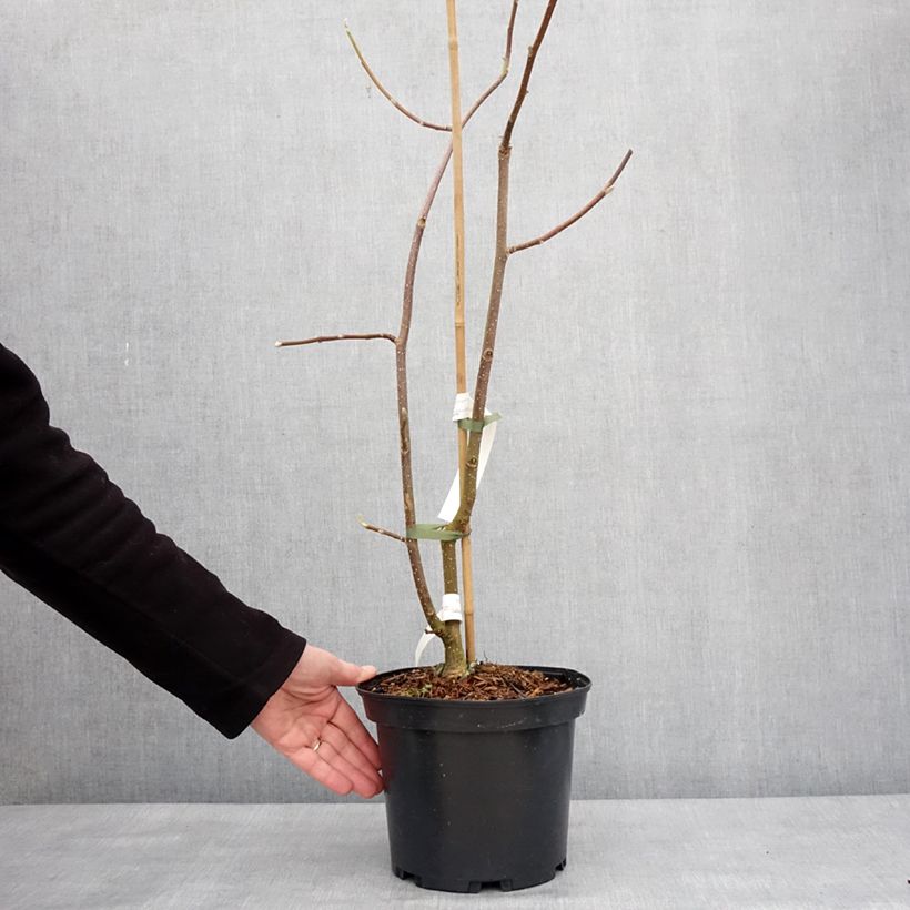 Example of Magnolia greffé Tina durio Pot de 4L/5L as you get in hiver