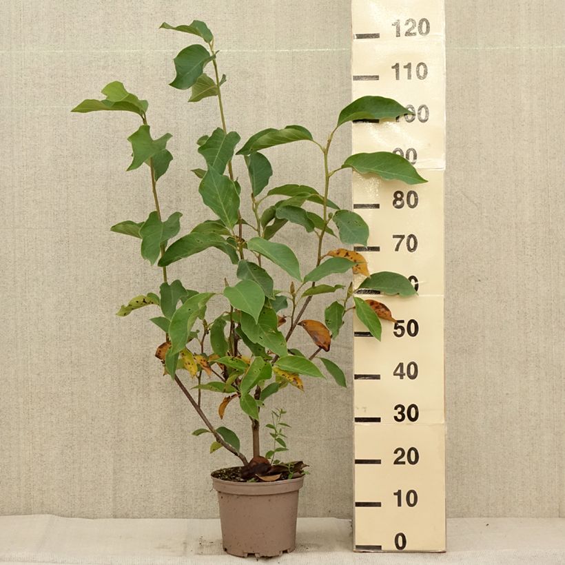 Example of Magnolia Heaven Scent  Pot de 4L/5L as you get in automne