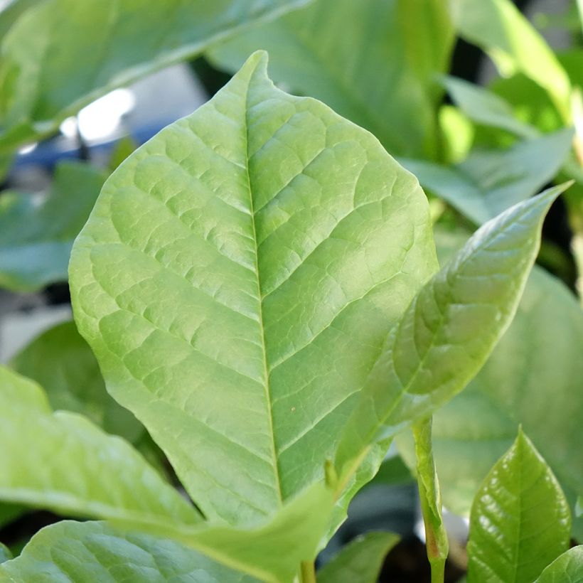 Magnolia liliflora Nigra (Foliage)