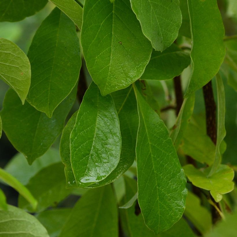 Magnolia loebneri Leonard Messel (Foliage)