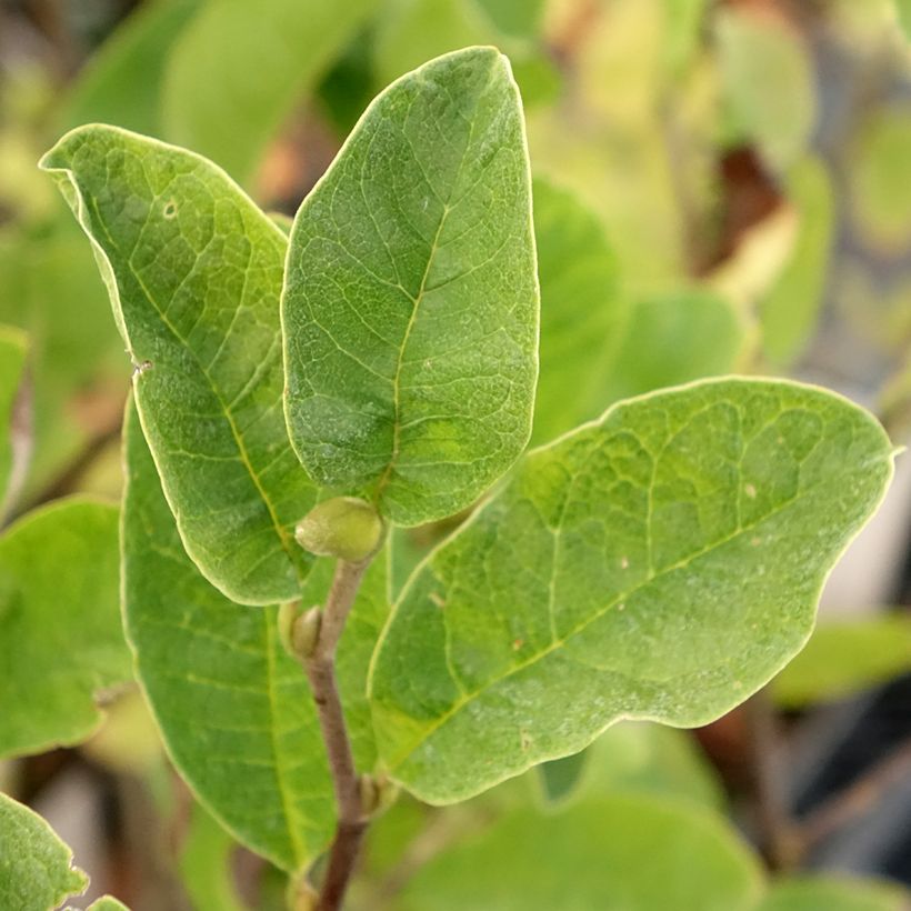 Magnolia loebneri Mags Pirouette (Foliage)