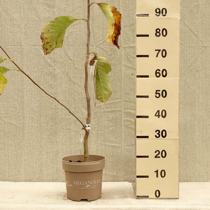 Example of Magnolia Meganolia Pot de 3L/4L as you get in automne