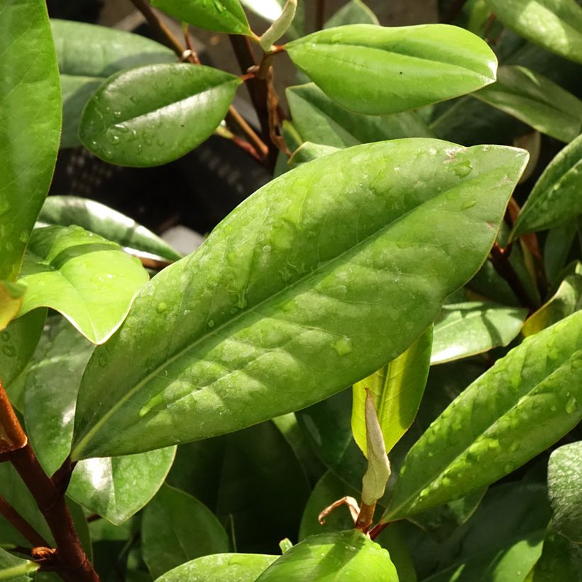 Magnolia persistant D.d. blanchard - Magnolias grandiflora (Foliage)