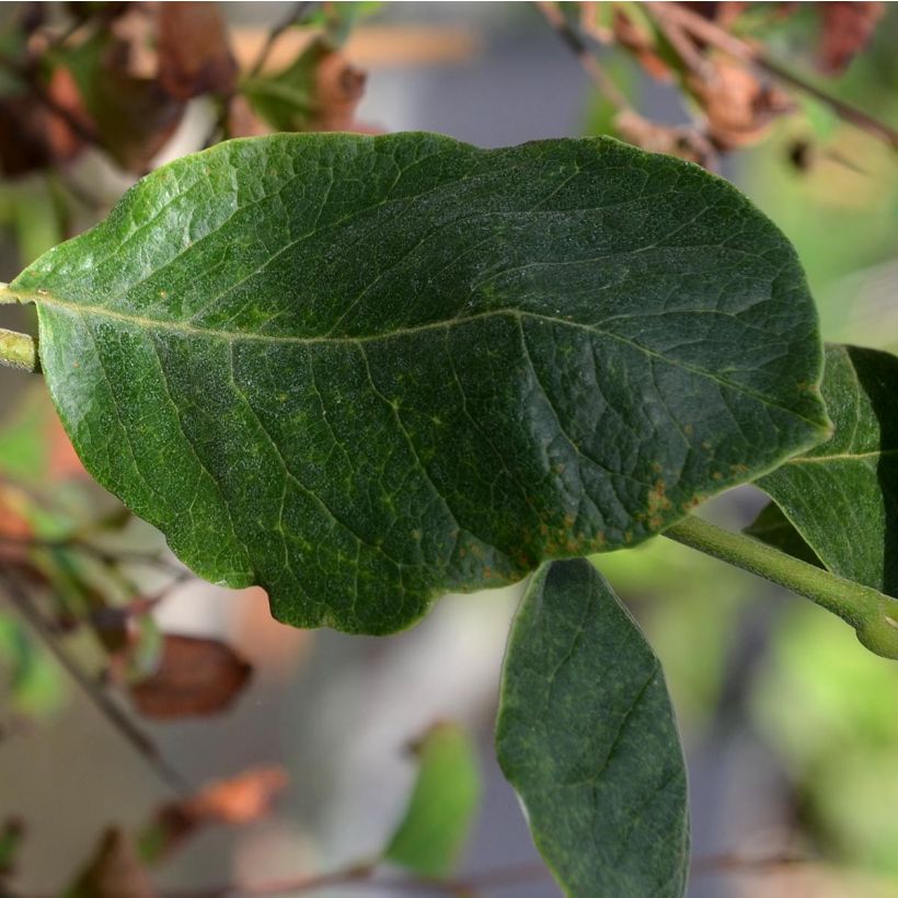 Magnolia soulangeana Rustica Rubra (Foliage)