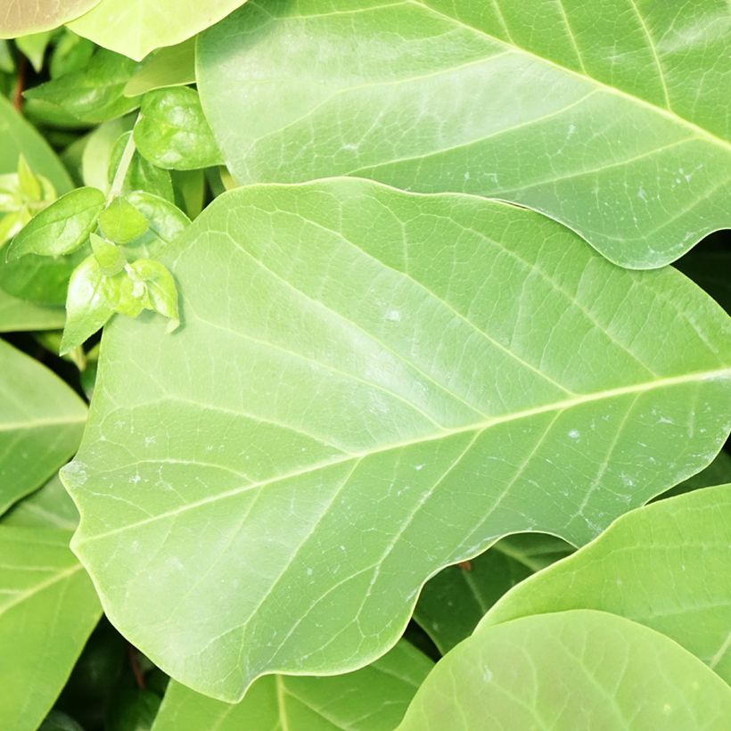 Magnolia sprengeri Pink Beauty (Foliage)