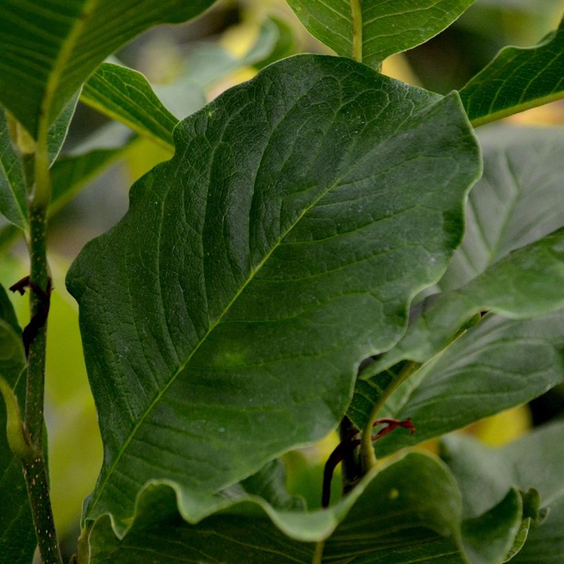 Magnolia stellata Rosea - Magnolia étoilé (Foliage)