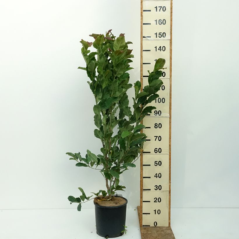 Example of Magnolia stellata Rosea - Magnolia étoilé Pot de 7,5L/10L as you get in ete