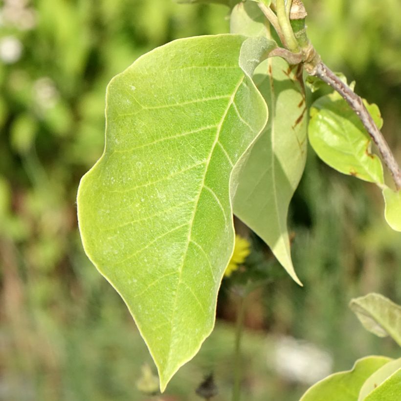 Magnolia Sunsation (Foliage)