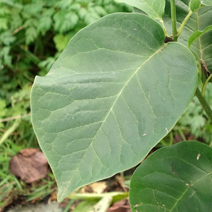 Magnolia x soulangeana Cameo  (Foliage)