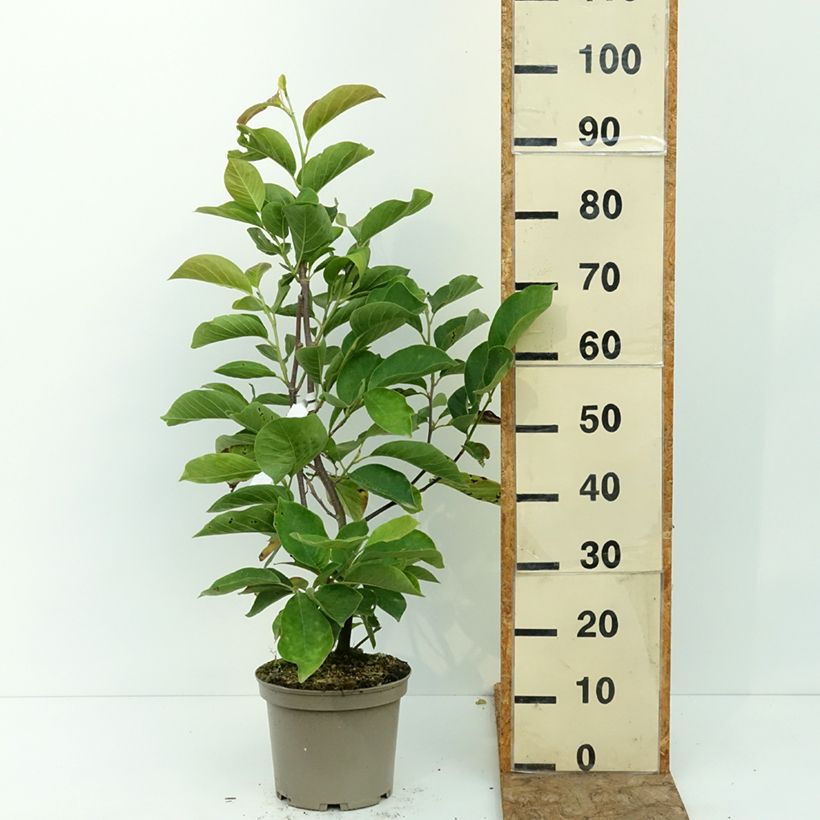 Example of Magnolia x soulangeana Picture Superba Pot de 4L/5L as you get in ete