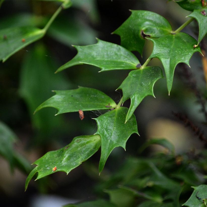 Mahonia Cabaret (Foliage)
