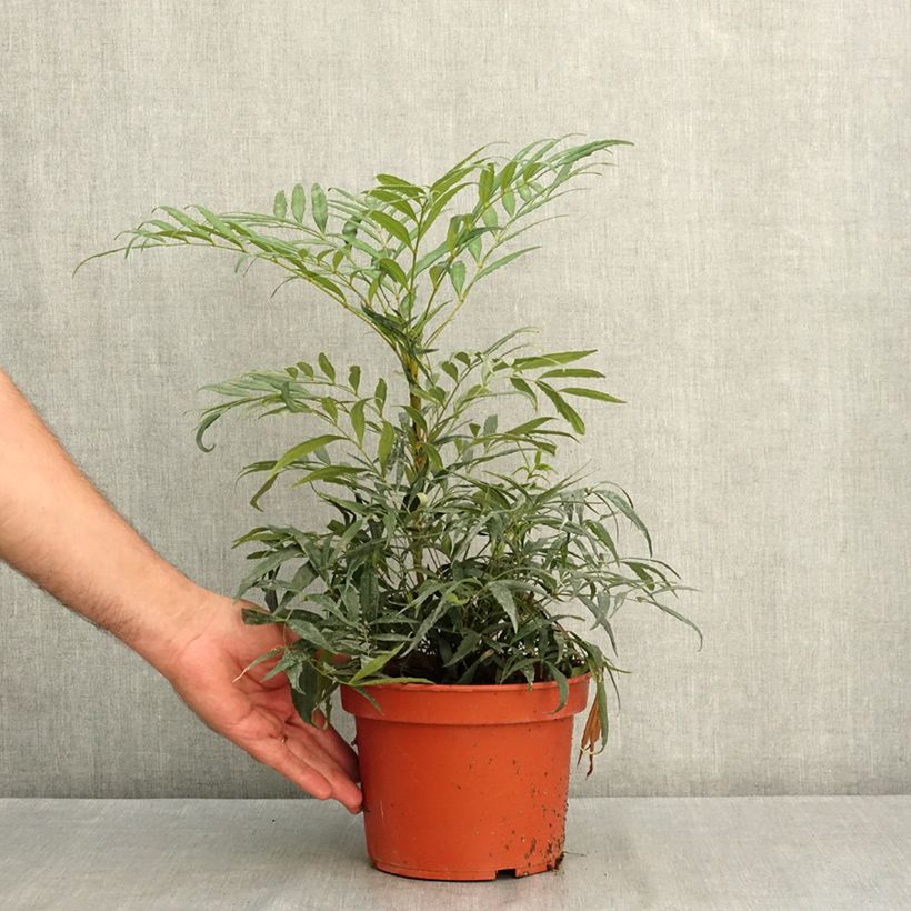 Example of Mahonia confusa Nara Hiri - Mahonia hybride  Pot de 2L/3L as you get in ete