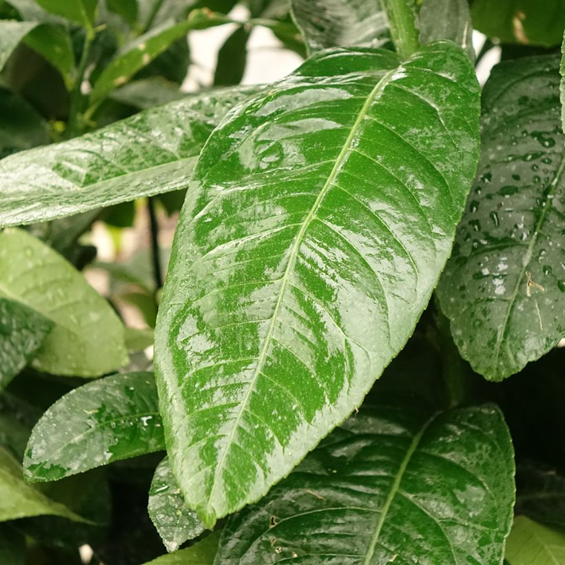 Main de Bouddha - Citrus medica var. sarcodactylis (Foliage)