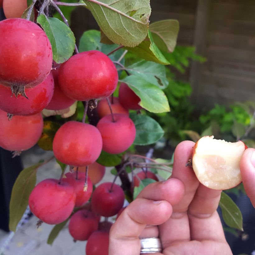 Malus Appletini (Gulliver) - Pommier d'ornement  (Harvest)