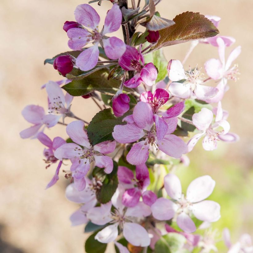 Malus Appletini (Gulliver) - Pommier d'ornement  (Flowering)