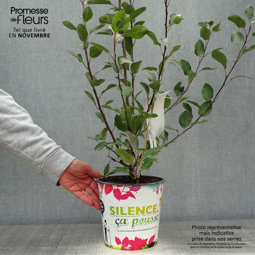 Example of Malus Appletini (Gulliver) - Pommier d'ornement  Pot de 4L/5L as you get in automne