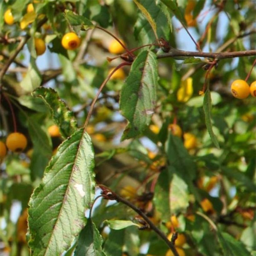 Pommier d'ornement - Malus toringo Brouwers Beauty  (Foliage)