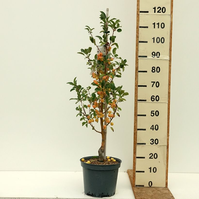 Example of Malus Yellow Siberian - Pommier d'ornement Pot de 12L/15L as you get in ete