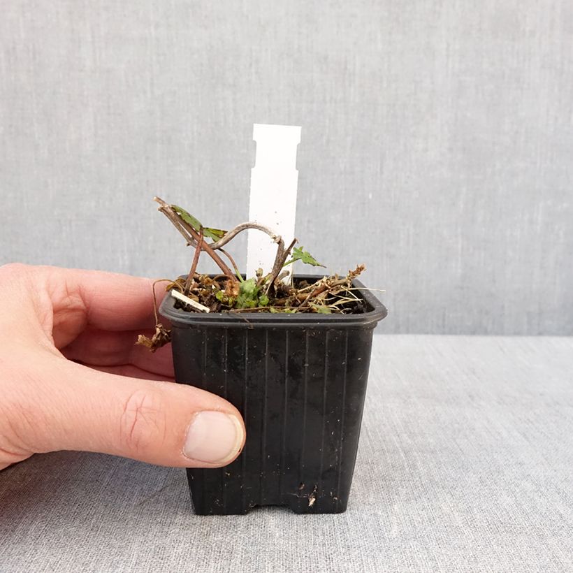 Example of Malvastrum lateritium - Lavatère rampante Godet de 8/9 cm as you get in hiver