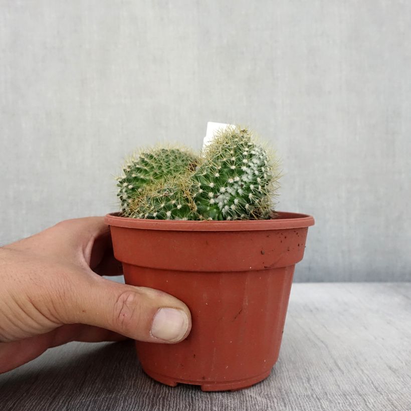Example of Mammillaria elongata Cristata Pot de 12 cm / 13 cm as you get in automne