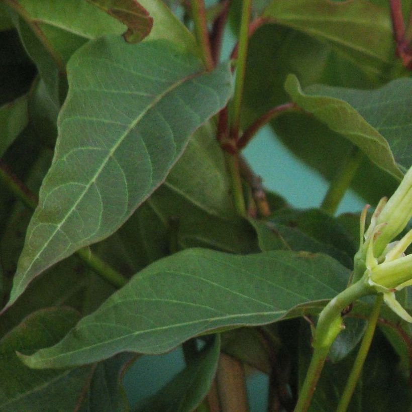 Mandevilla laxa - Jasmin du Chili (Foliage)