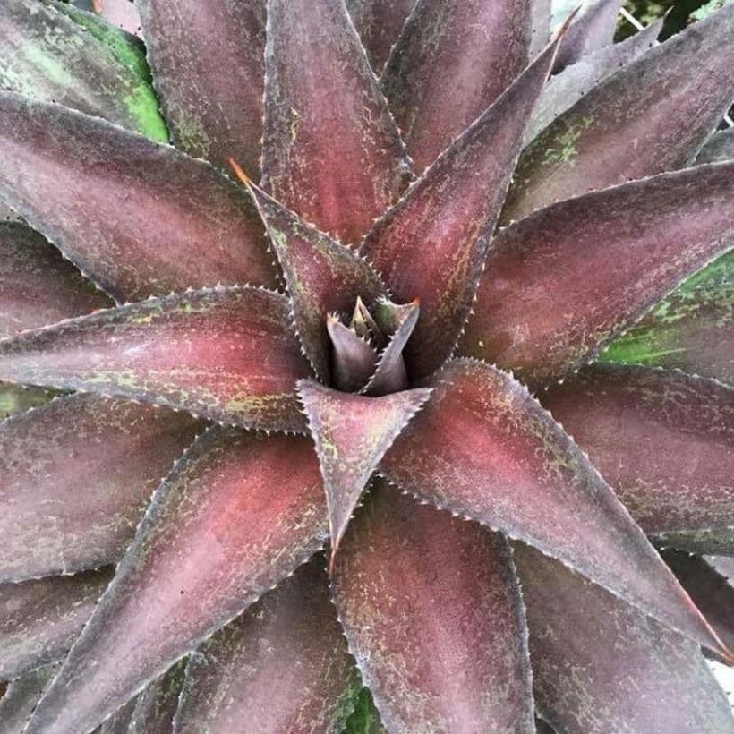 Mangave Mangavé Redwing (Foliage)
