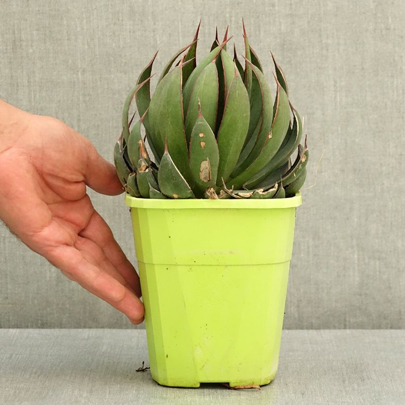 Example of Mangave Praying Hands Pot de 3L/4L as you get in ete