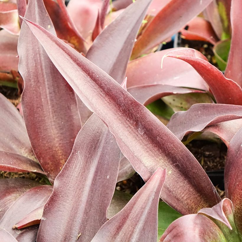 Mangave Purple passion - Manfreda hybride (Foliage)