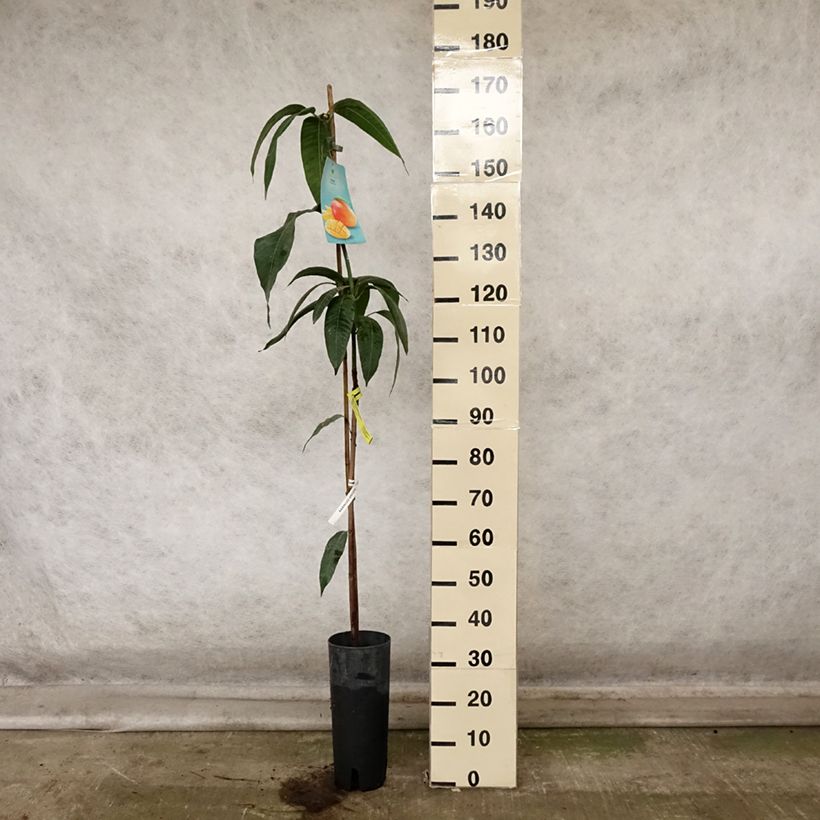 Example of Mangifera indica - Manguier Pot de 6L/7L as you get in automne