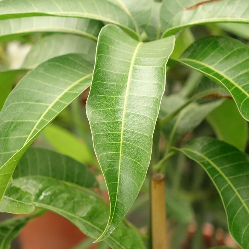 Manguier Kent - Mangifera indica (Foliage)