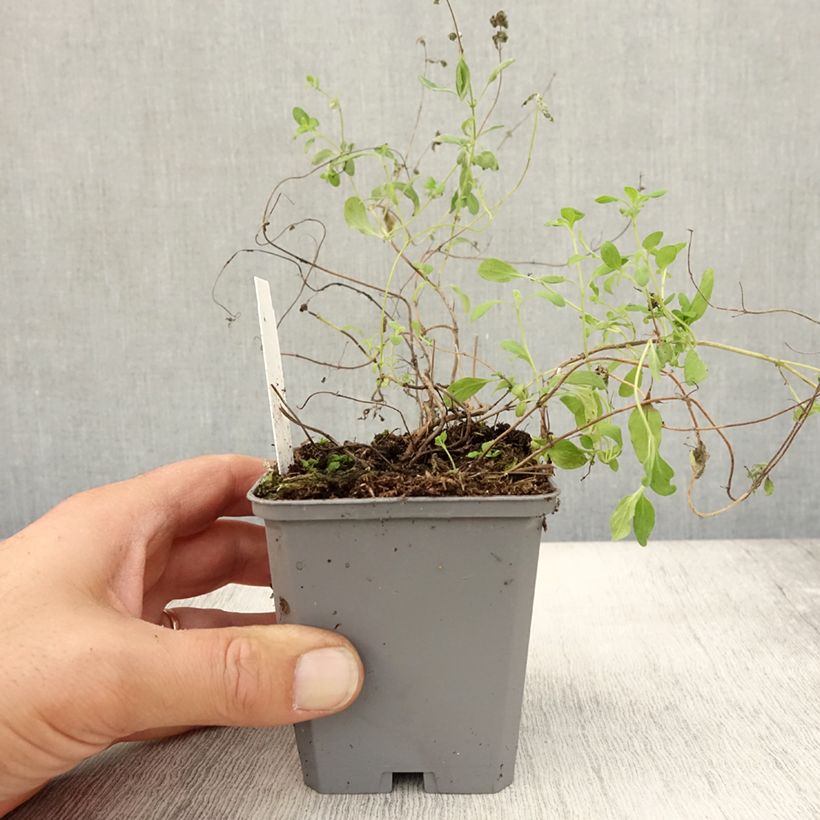Example of Marjolaine pizza - Origanum majorana Godet de 8/9 cm as you get in automne