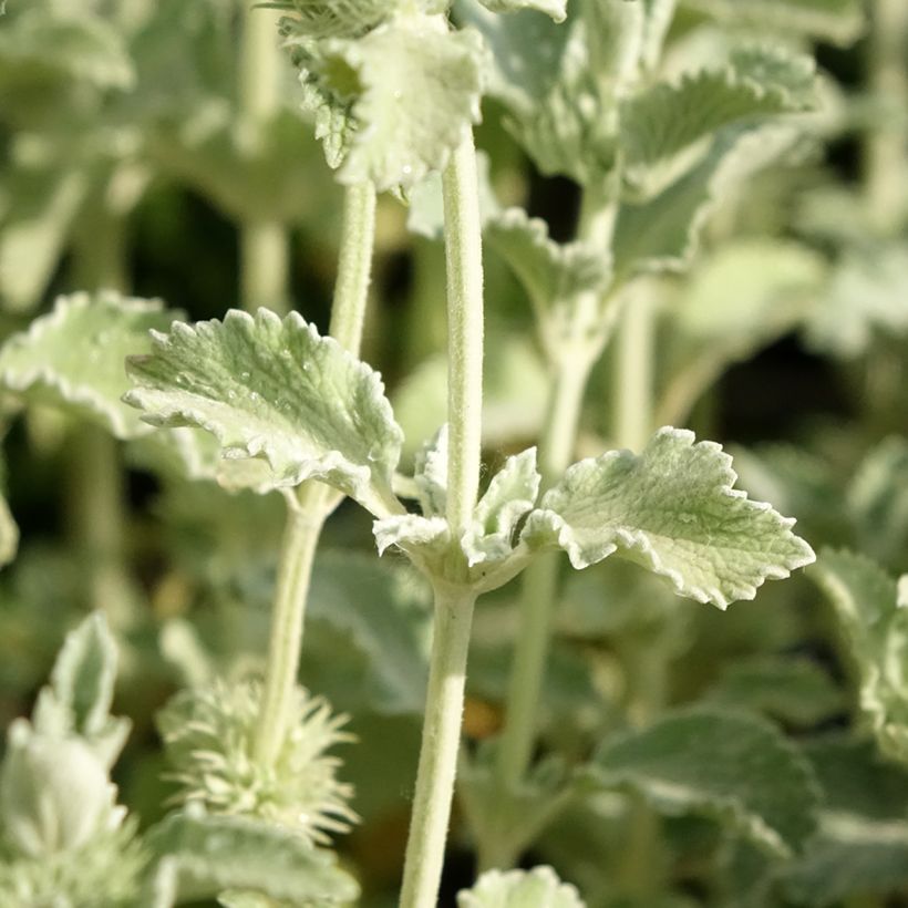 Marrubium incanum - Marrube gris ou blanchi  (Foliage)