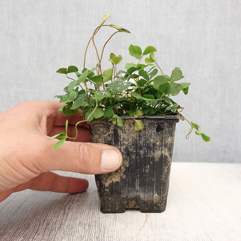 Example of Marsilea quadrifolia - Marsilée à quatre feuilles Godet de 8/9 cm as you get in printemps