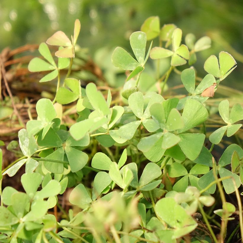 Marsilea quadrifolia - Marsilée à quatre feuilles (Foliage)