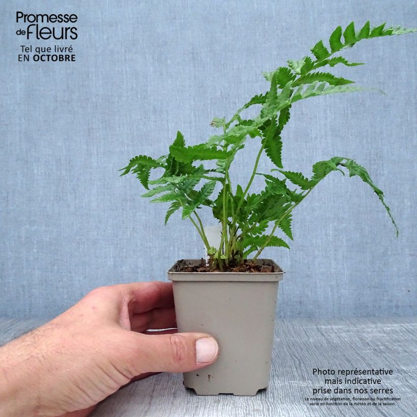 Example of Matteuccia orientalis - Fougère plume d'autruche orientale Godet de 8/9 cm as you get in automne