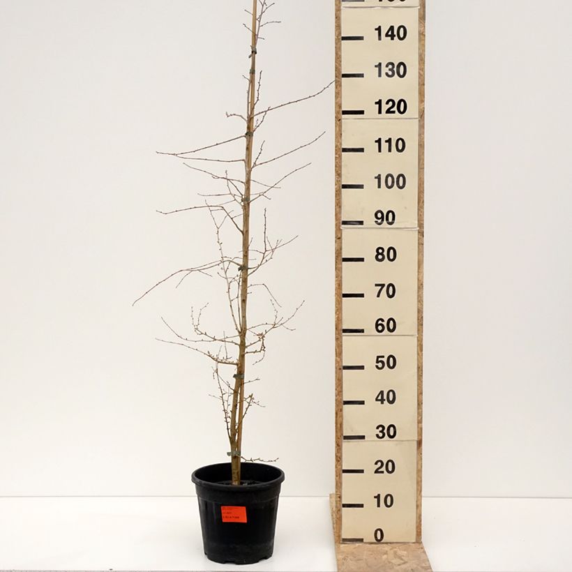 Example of Mélèze de Chine - Pseudolarix amabilis Pot de 7,5L/10L as you get in hiver