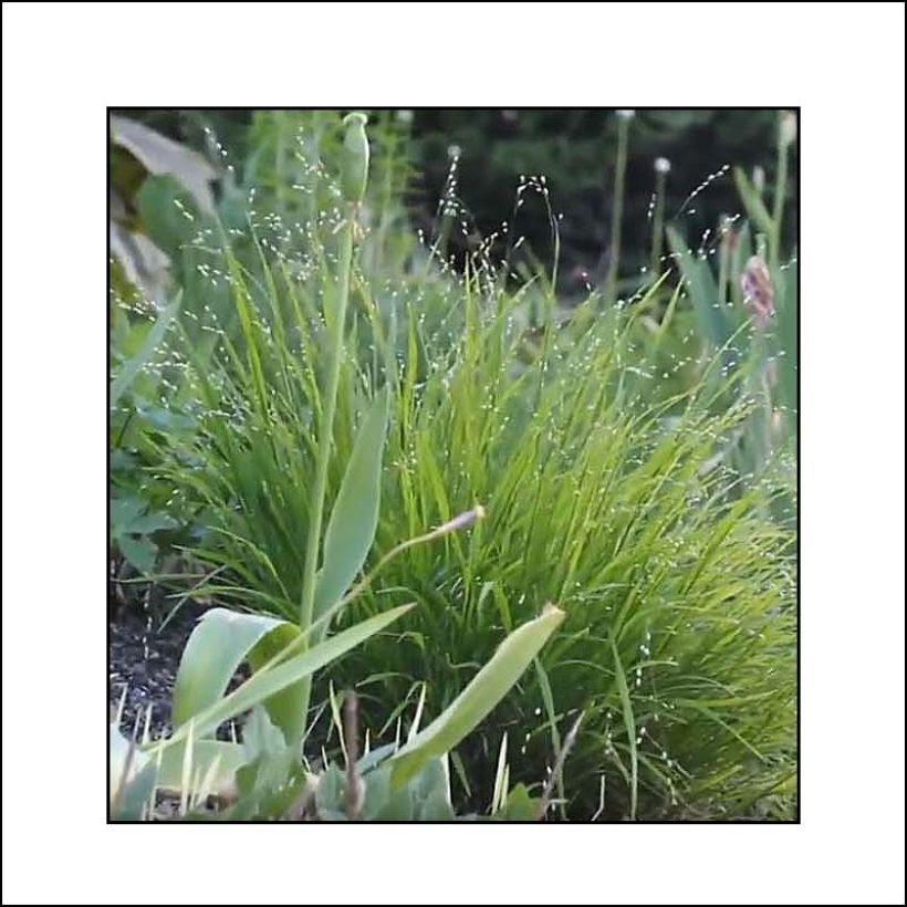 Melica uniflora albida - Mélique à une fleur (Plant habit)