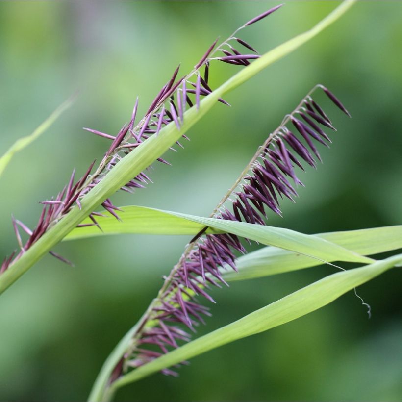 Melica altissima Atropurpurea - Mélique élevée (Flowering)