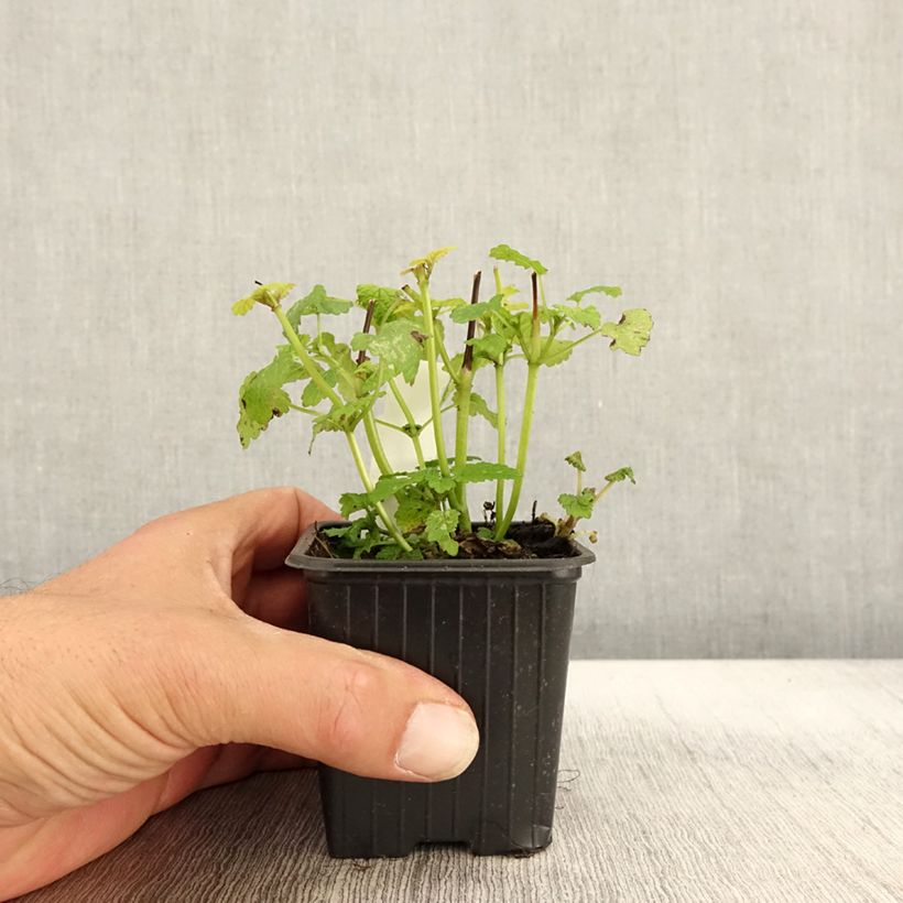 Example of Mélisse, Melissa officinalis Aurea Godet de 8/9 cm as you get in automne