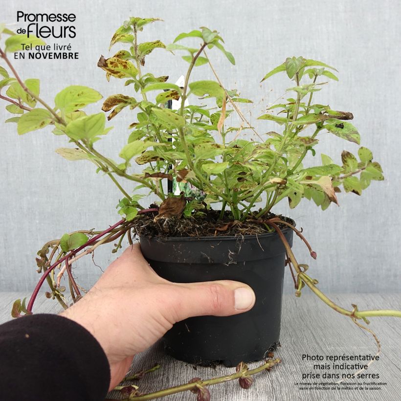 Example of Menthe aquatique - Mentha aquatica Pot de 1,5L/2L as you get in automne